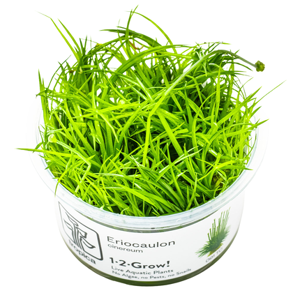 Eriocaulon cinereum - 1-2-GROW!