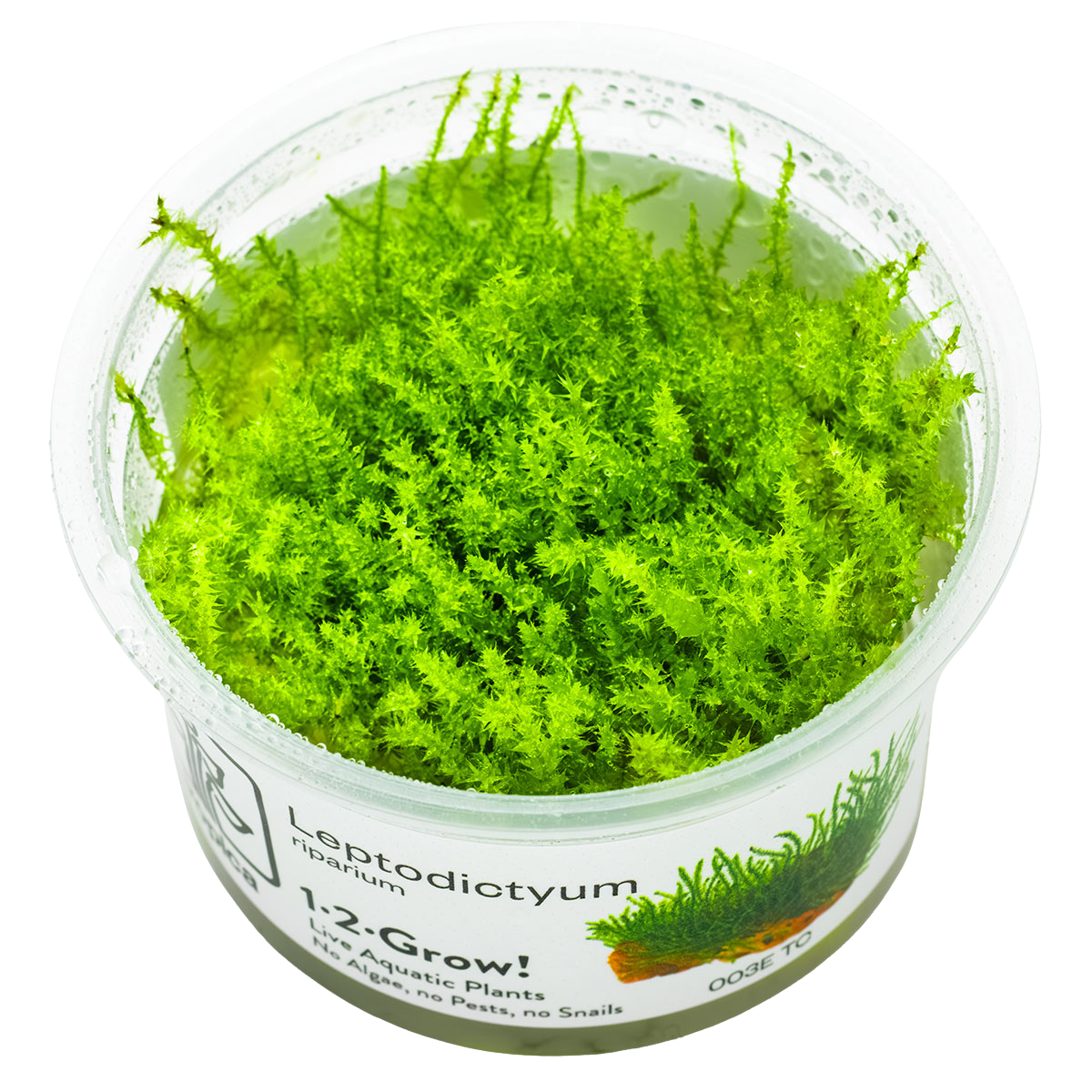 Leptodictyum riparium 1-2-Grow!