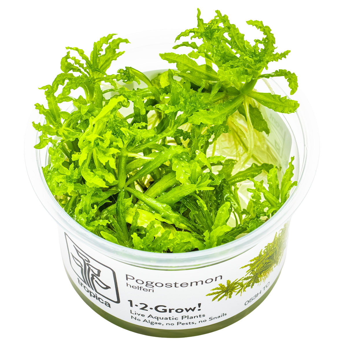Tropica live Tasse Helferi
