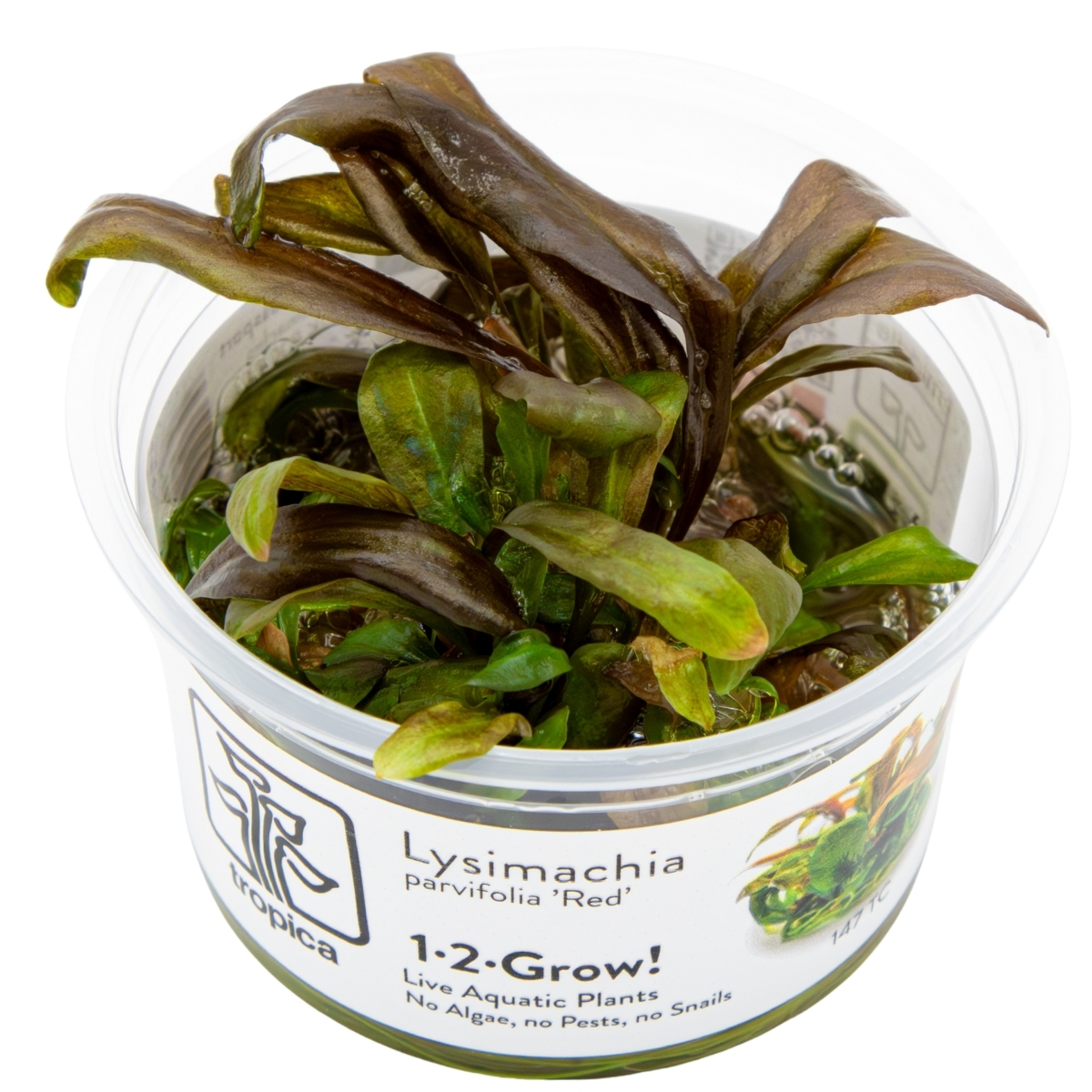 Lysimachia parvifolia ‘Red’ 1-2-Grow!