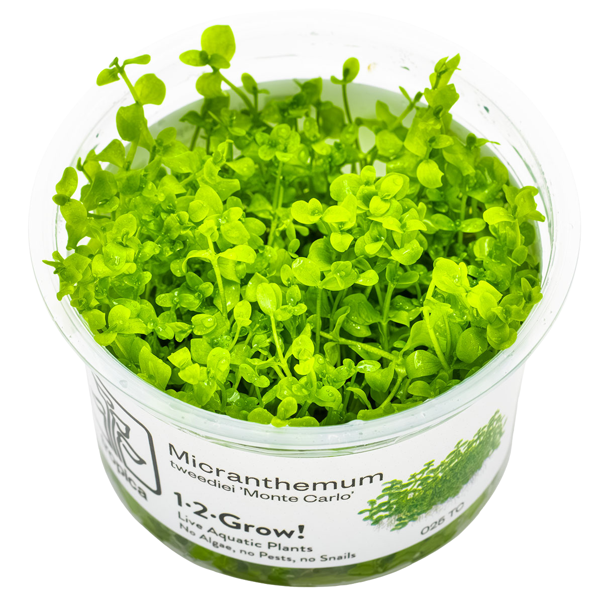 Micranthemum Monte Carlo 1-2-Grow!