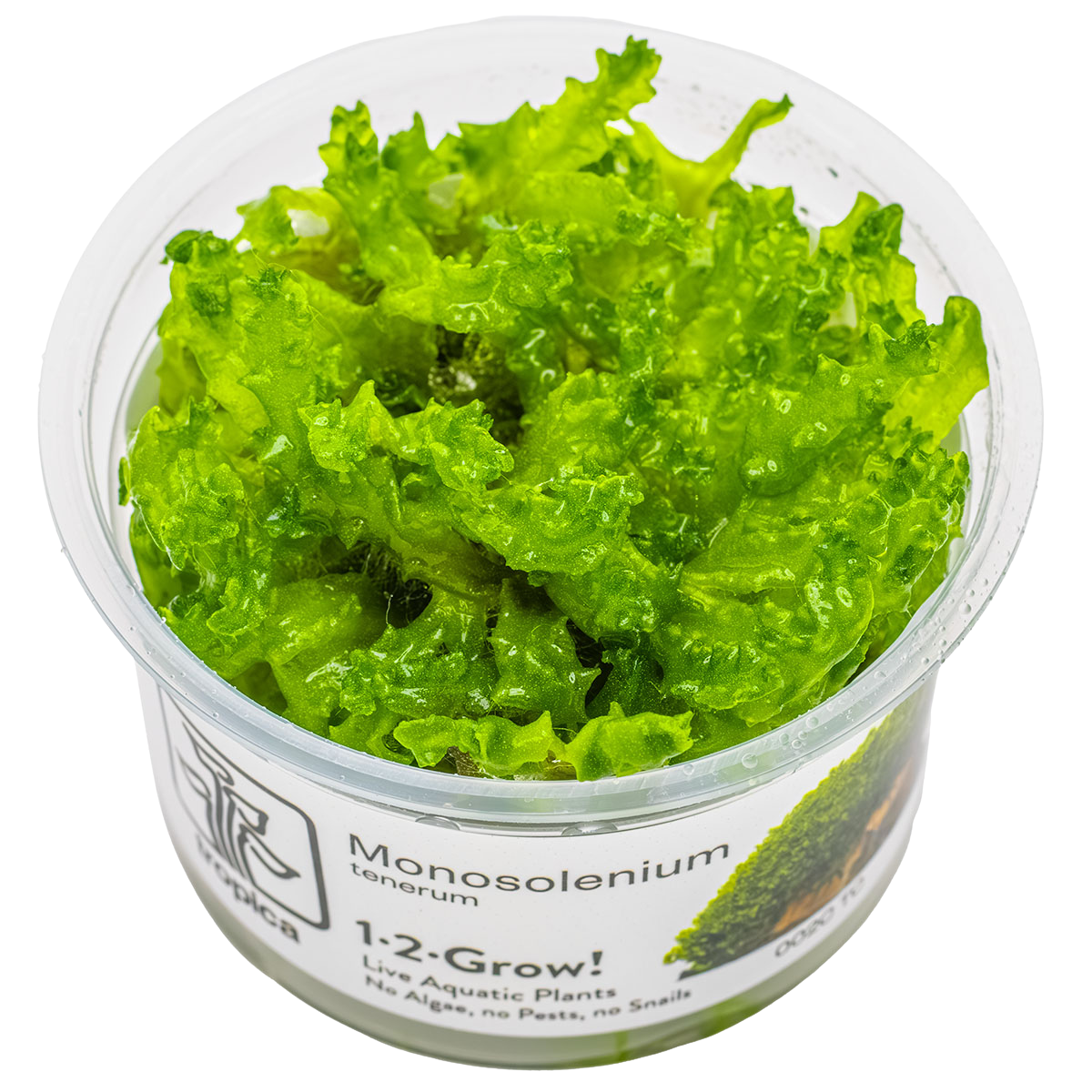 Monosolenium tenerum 1-2-Grow!