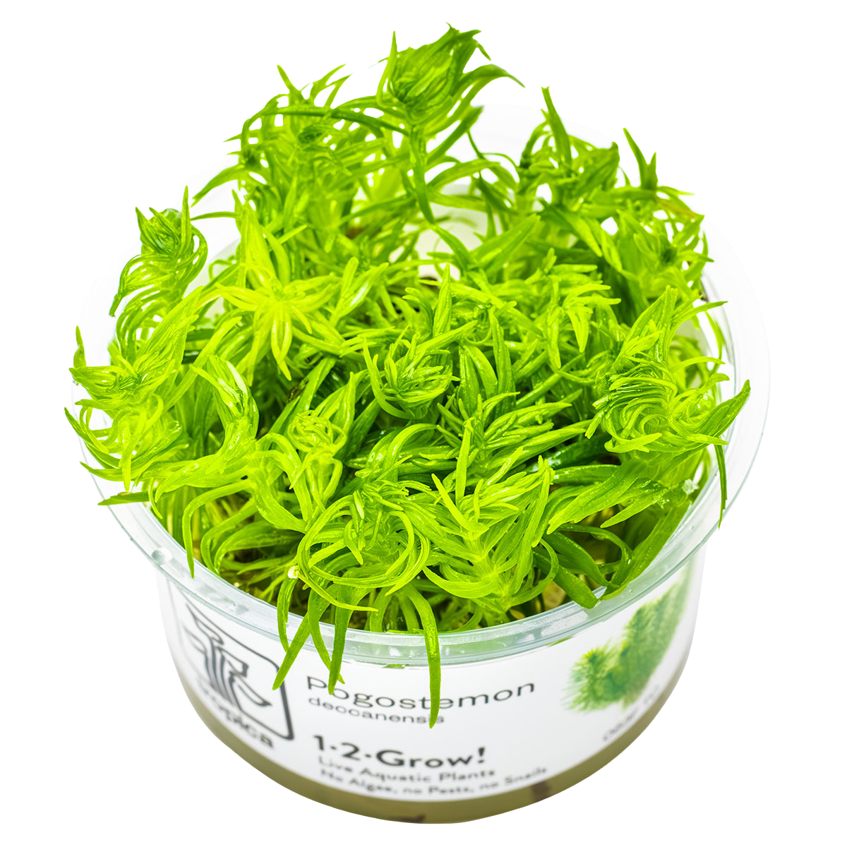 Pogostemon deccanensis / erectus 1-2-Grow!