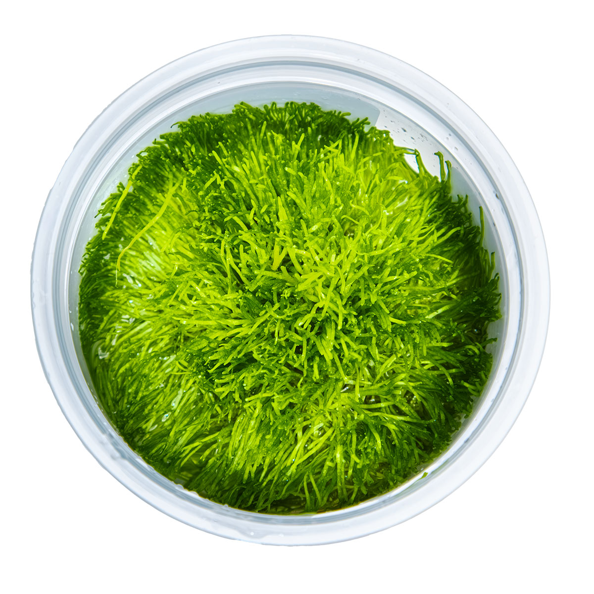 Riccia fluitans 1-2-Grow!