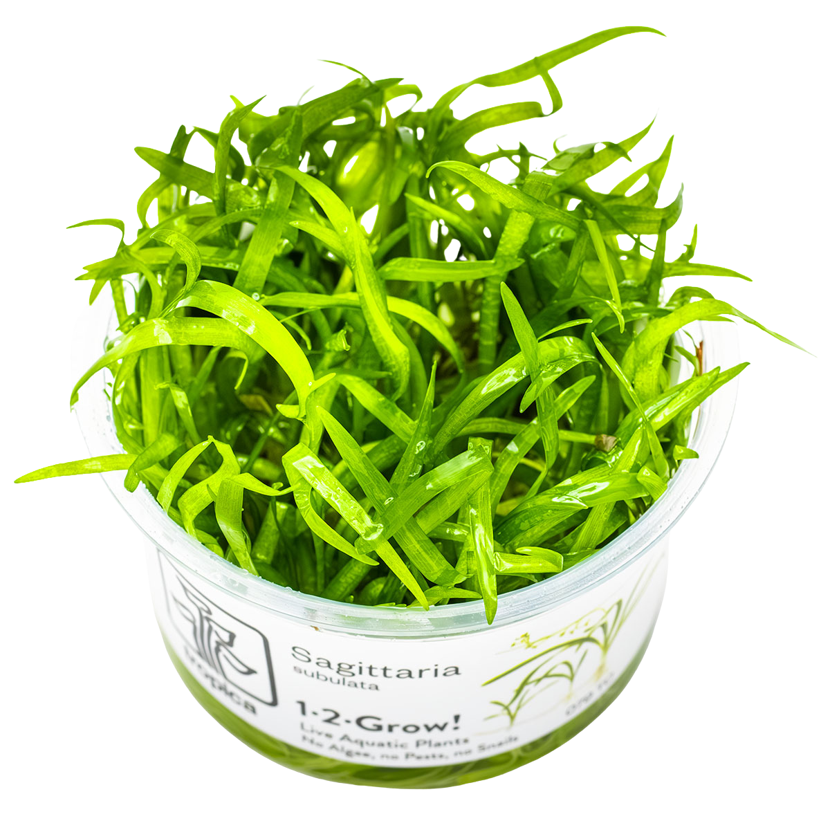 Sagittaria subulata 1-2-Grow!