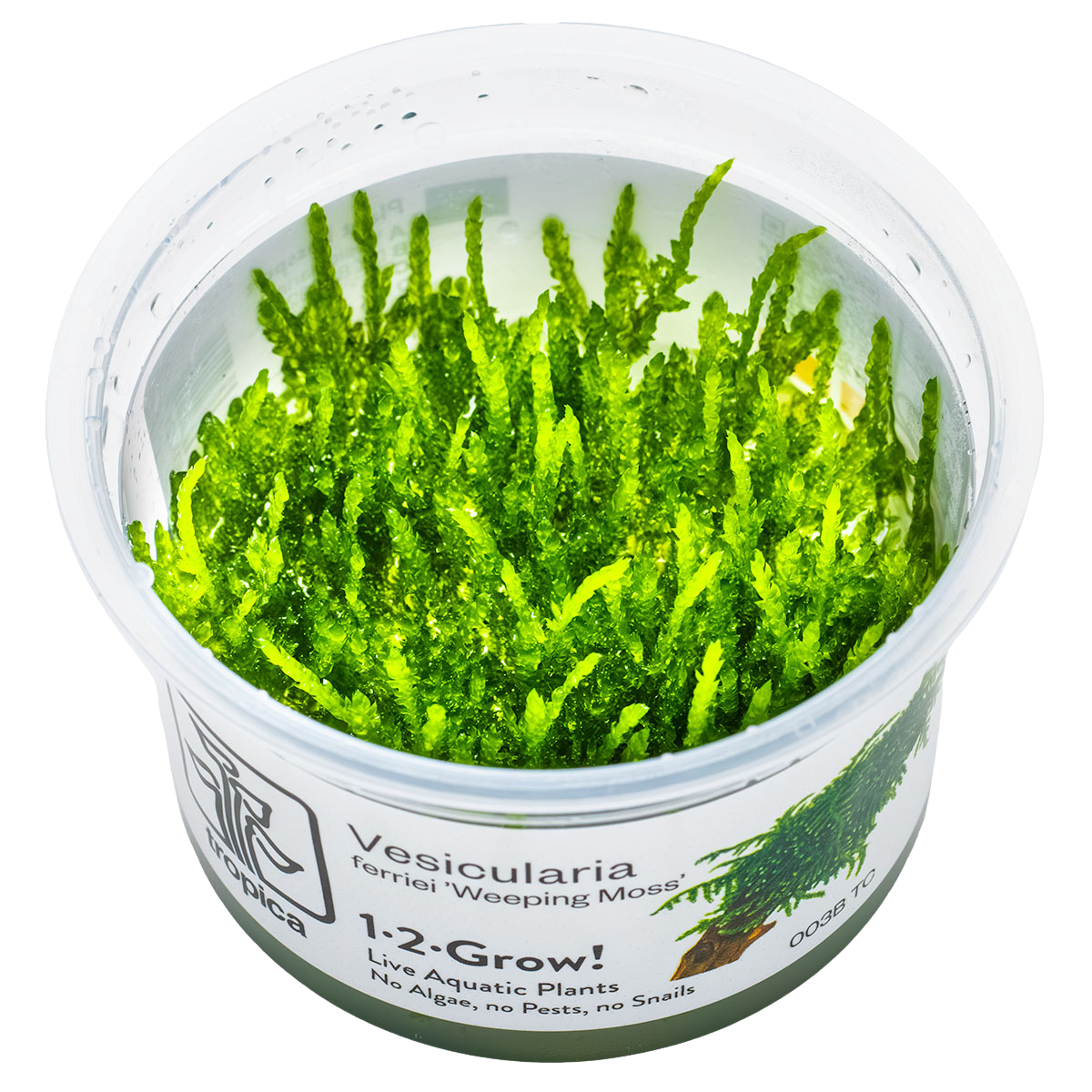 Vesicularia ferriei "Weeping" 1-2-Grow!