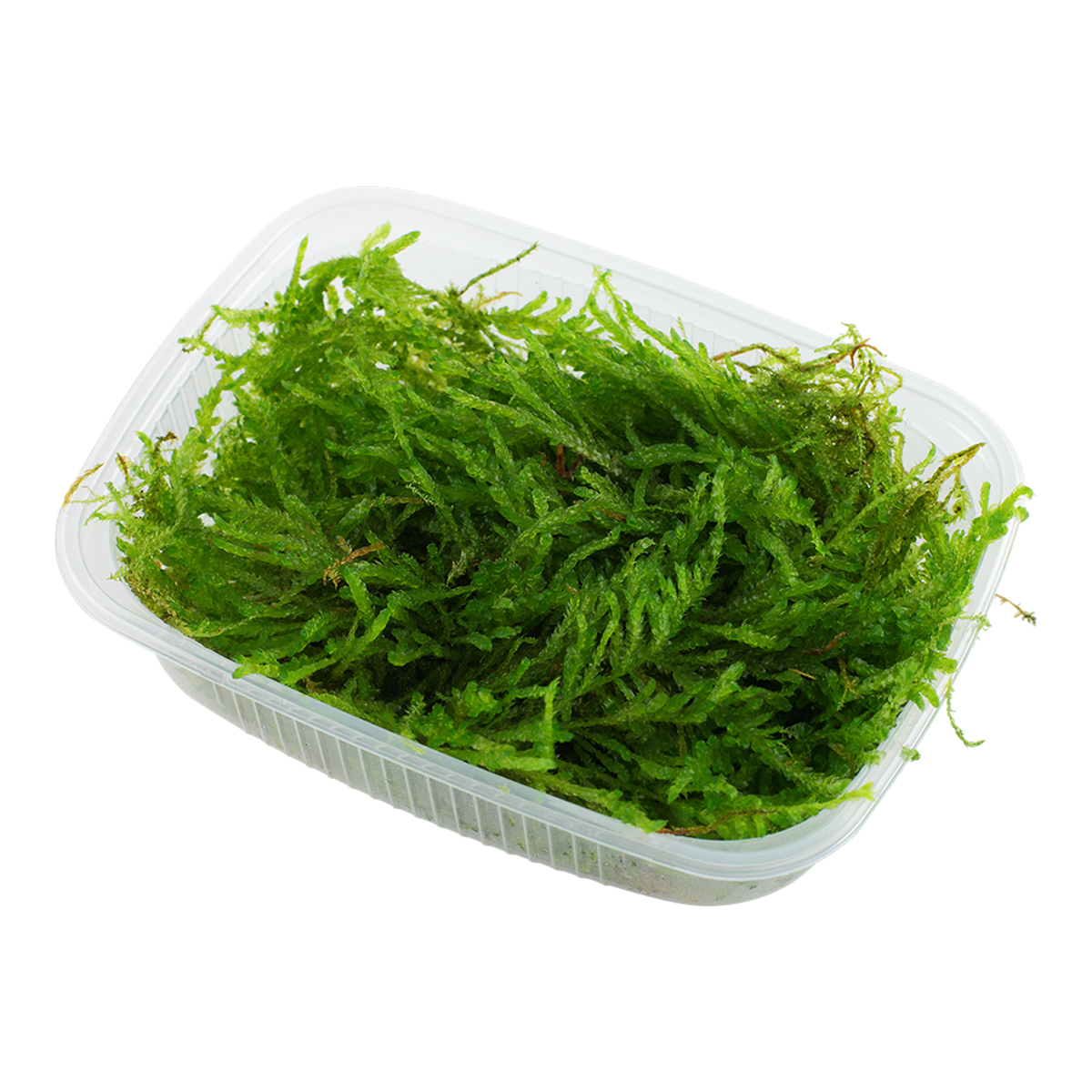 Weepingmoos Vesicularia ferriei - Tropica Portion