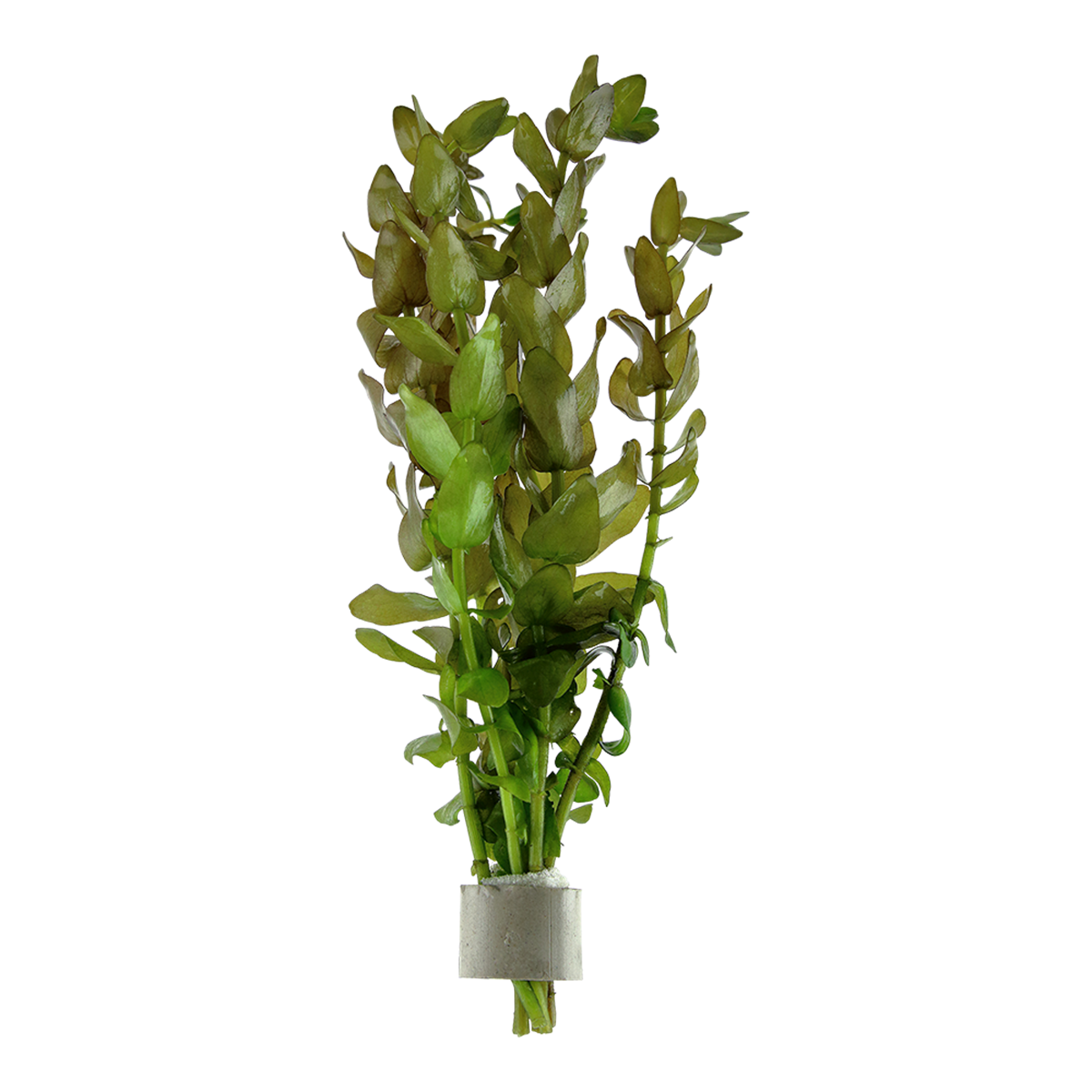 Bacopa caroliniana - 1-2-GROW!