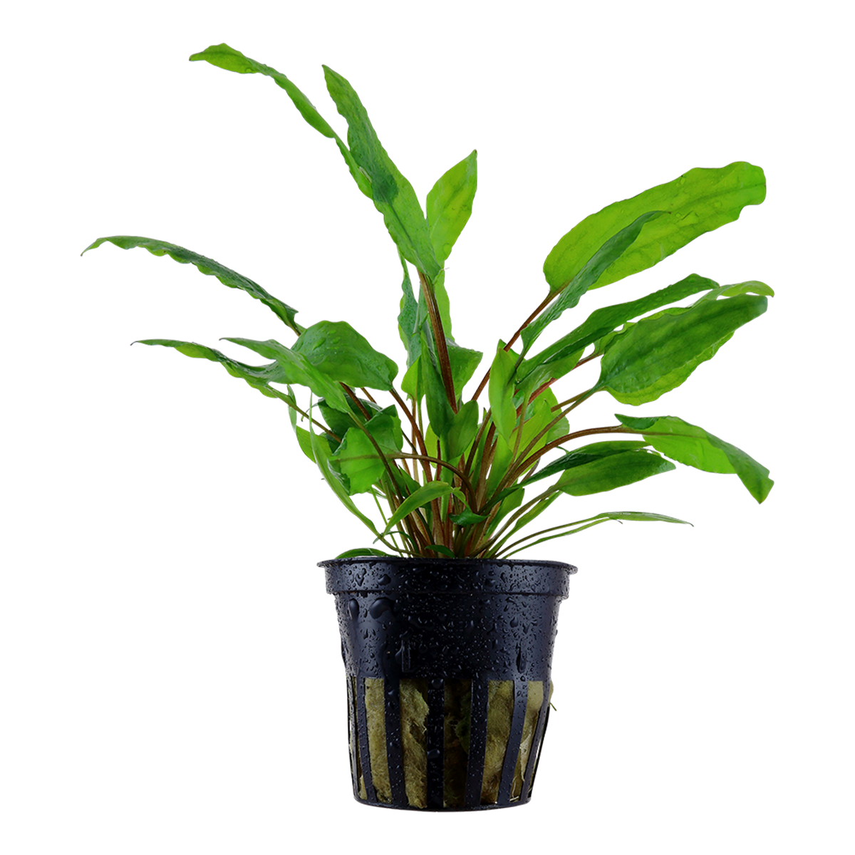 Cryptocoryne wendtii "Green" - 1-2-GROW!