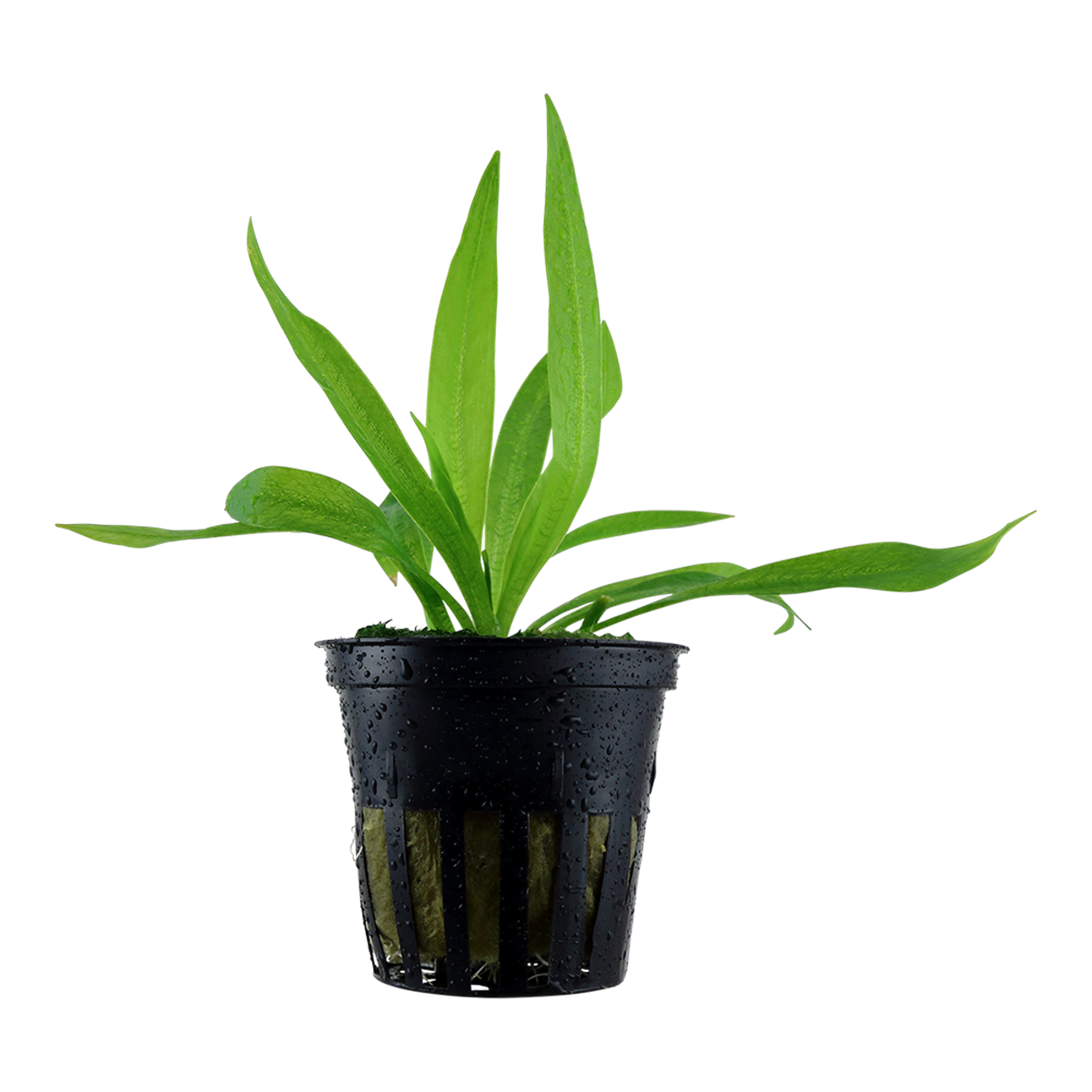 Helanthium bolivianum "quadricostatus" - in Vitro XL