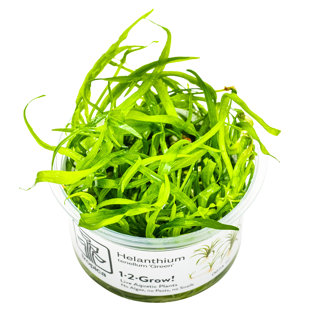 Helanthium tenellum 'Parvulum'