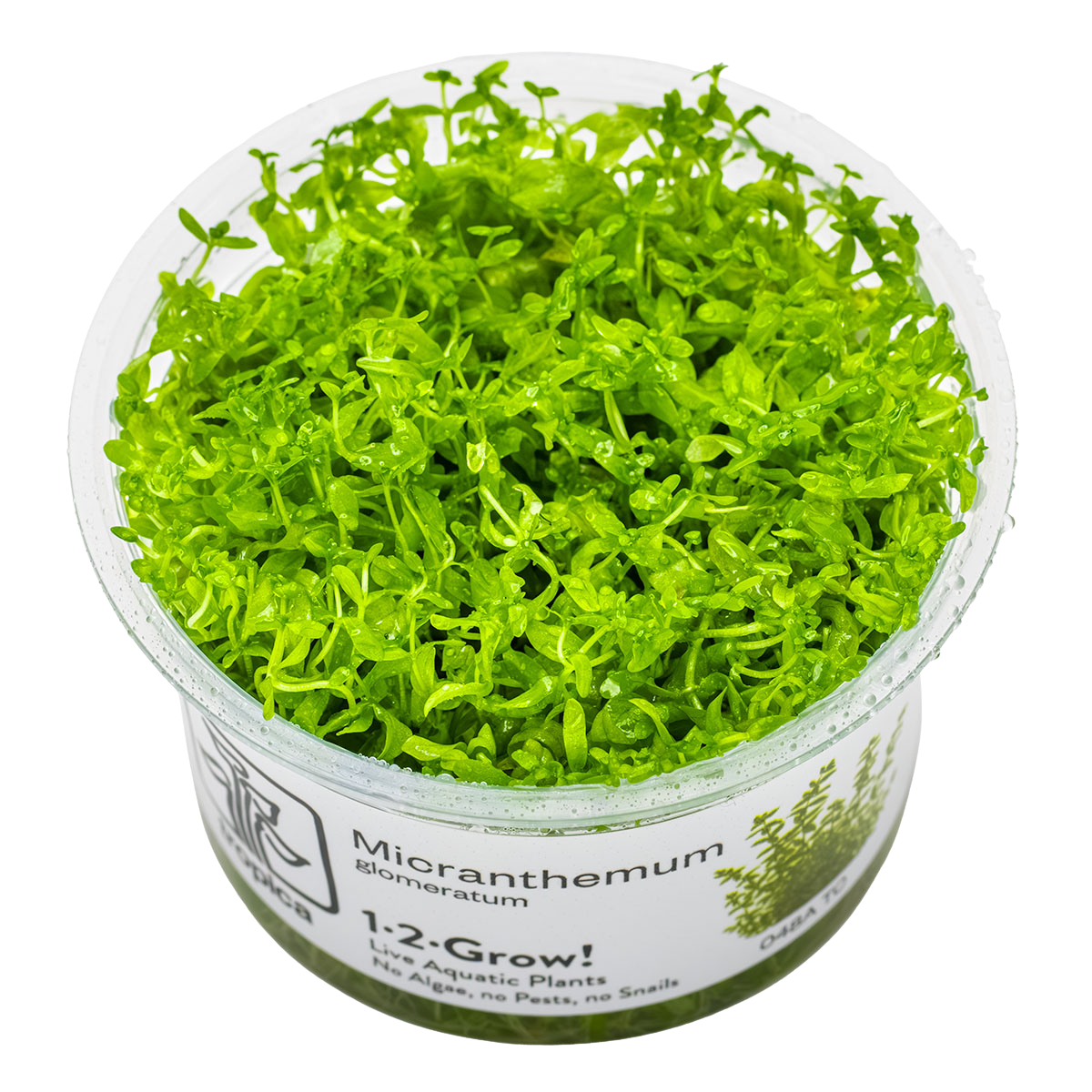 Hemianthus glomeratus