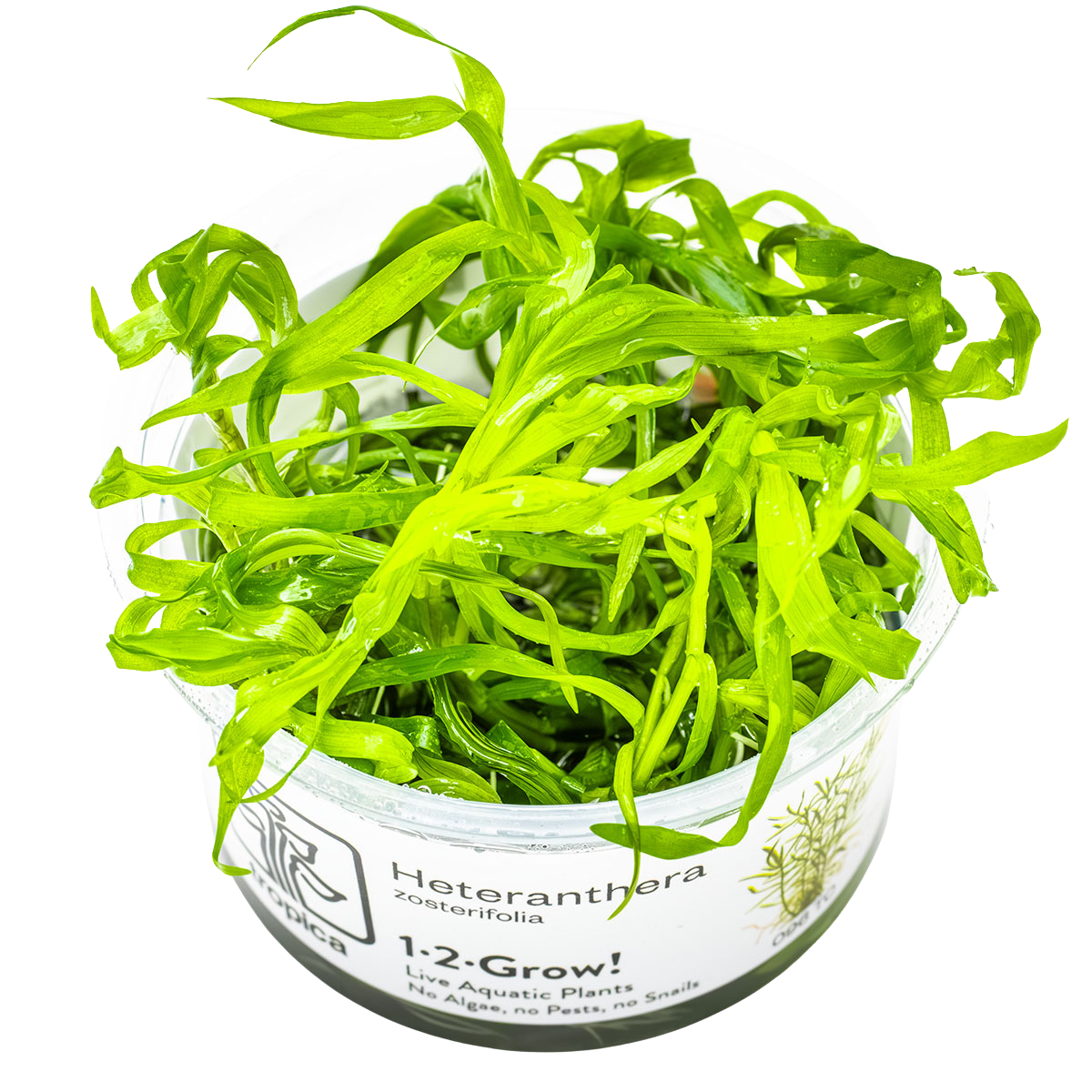 Heteranthera zosterifolia - 1-2-GROW!