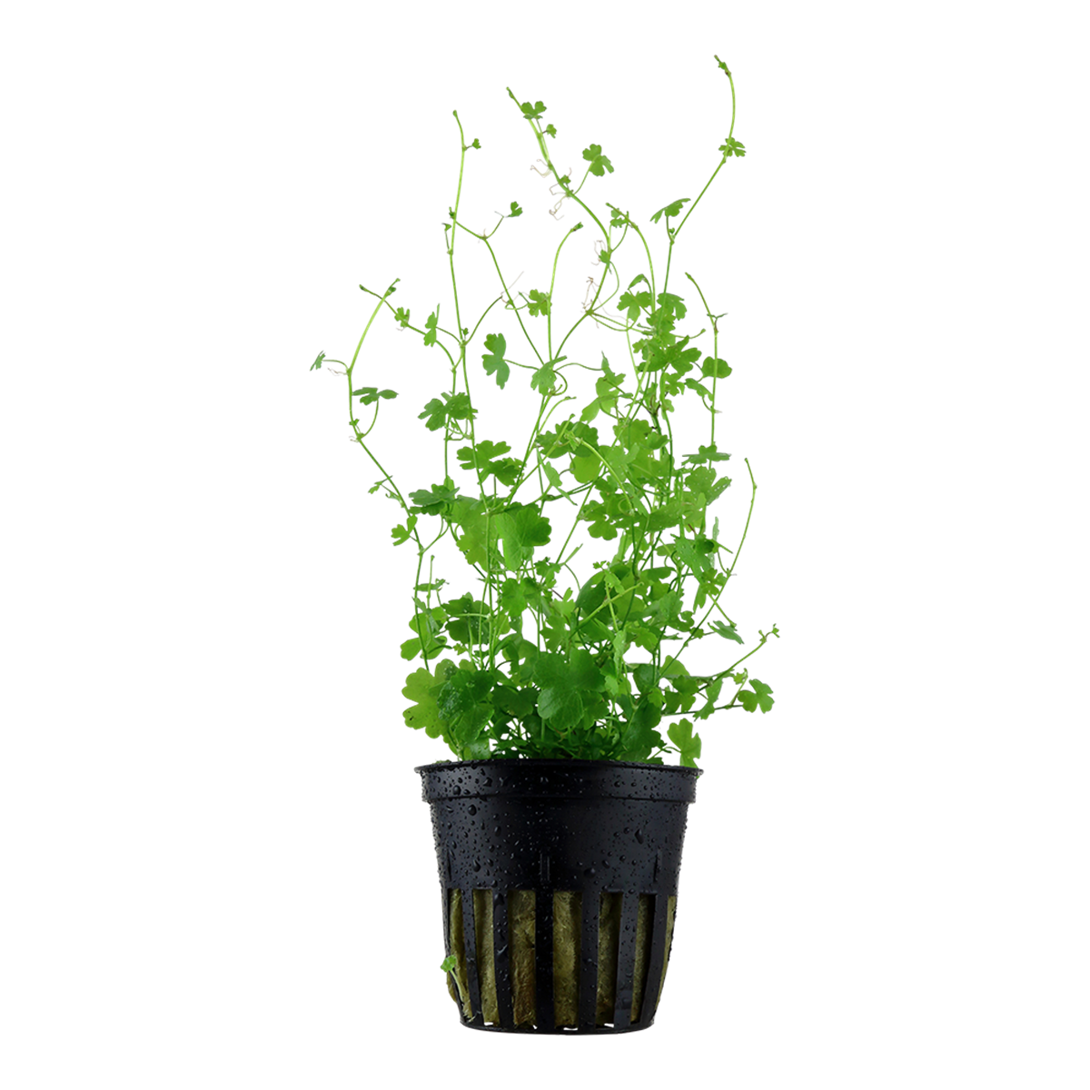 Hydrocotyle tripartita 1-2-Grow! - Tropica 039 TC - In Vitro