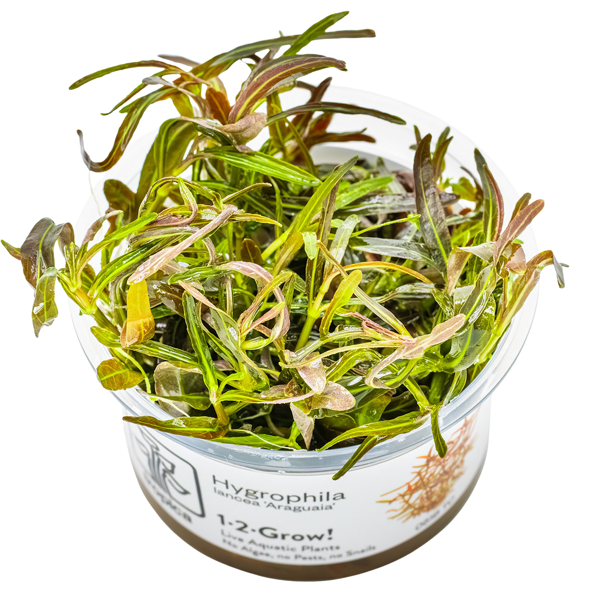 Hygrophila lancea 'Araguaia'