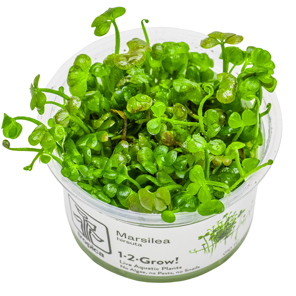 1-2-GROW! Zwergkleeblatt / Marsilea hirsuta