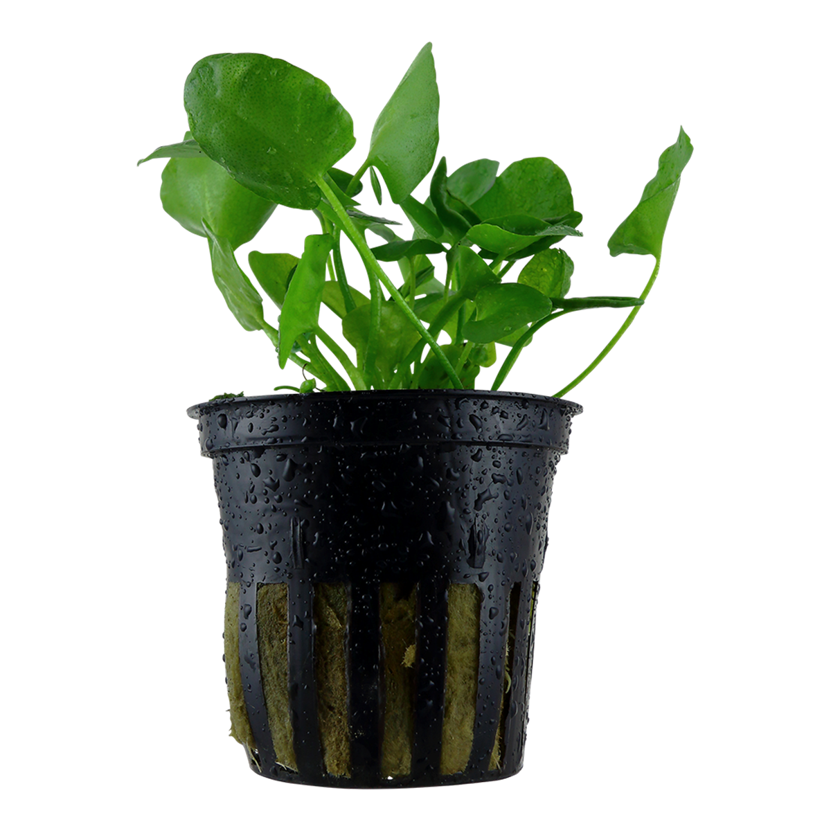 Seekanne - Nymphoides hydrophylla Taiwan - Tropica InVitro