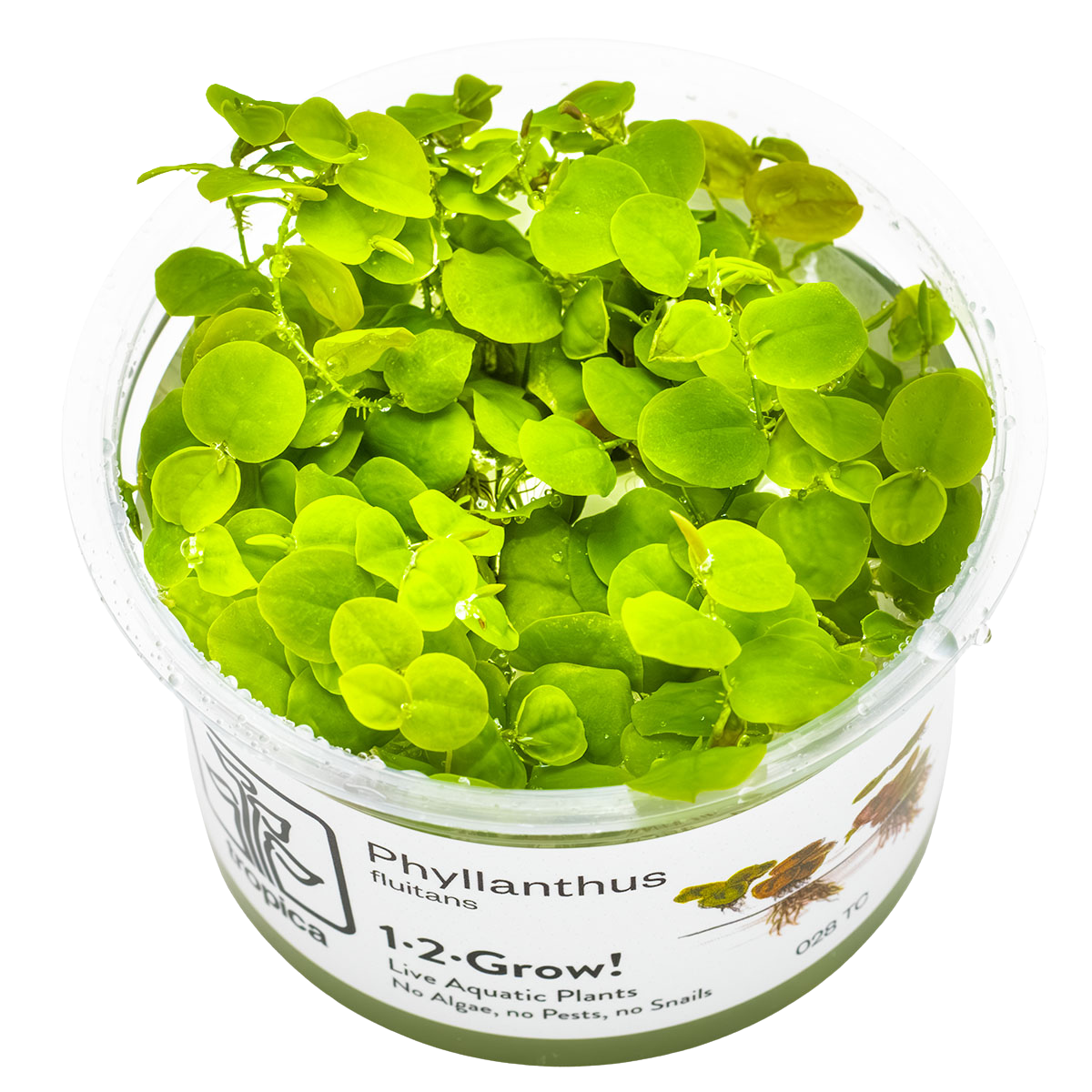 Phyllanthus fluitans - 1-2-GROW!