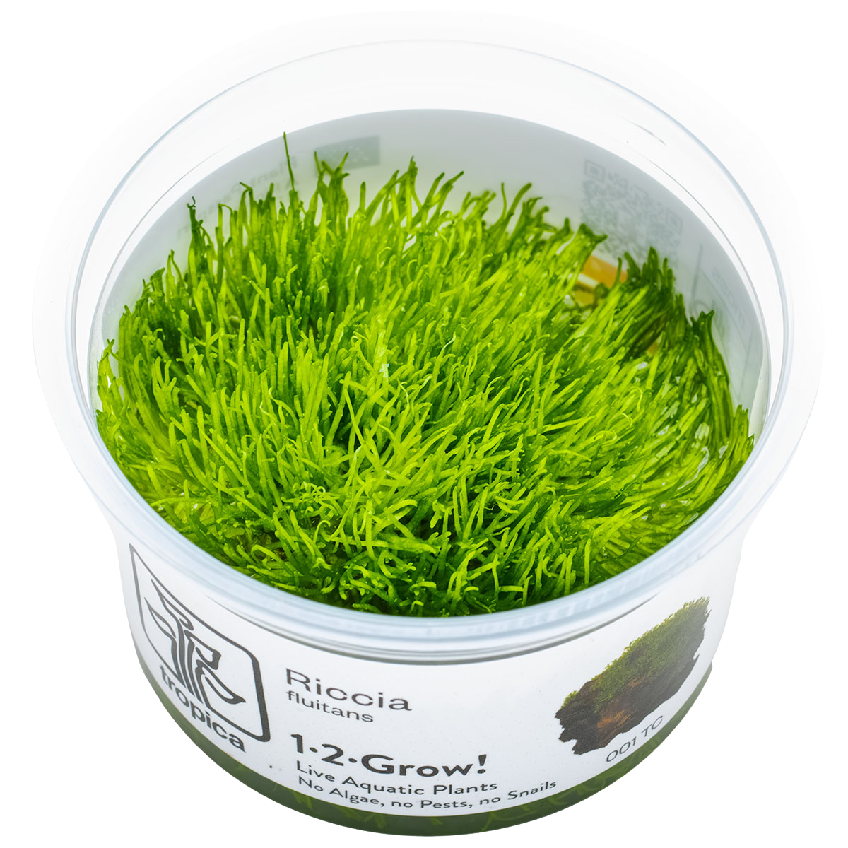 Riccia fluitans