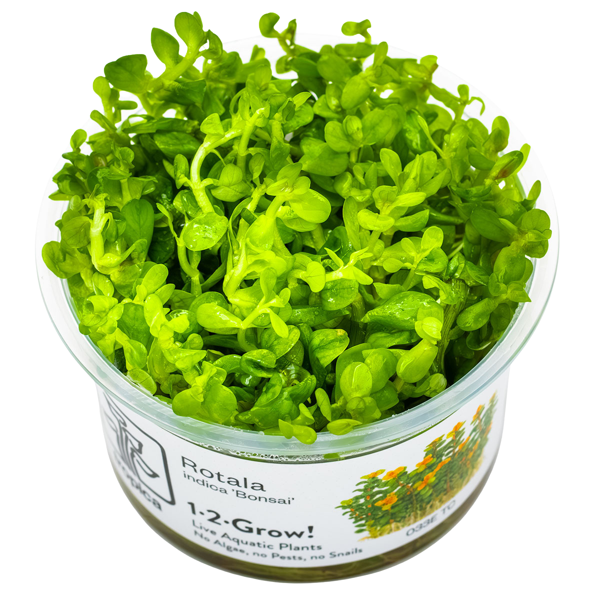Rotala Bonsai 1-2-Grow!