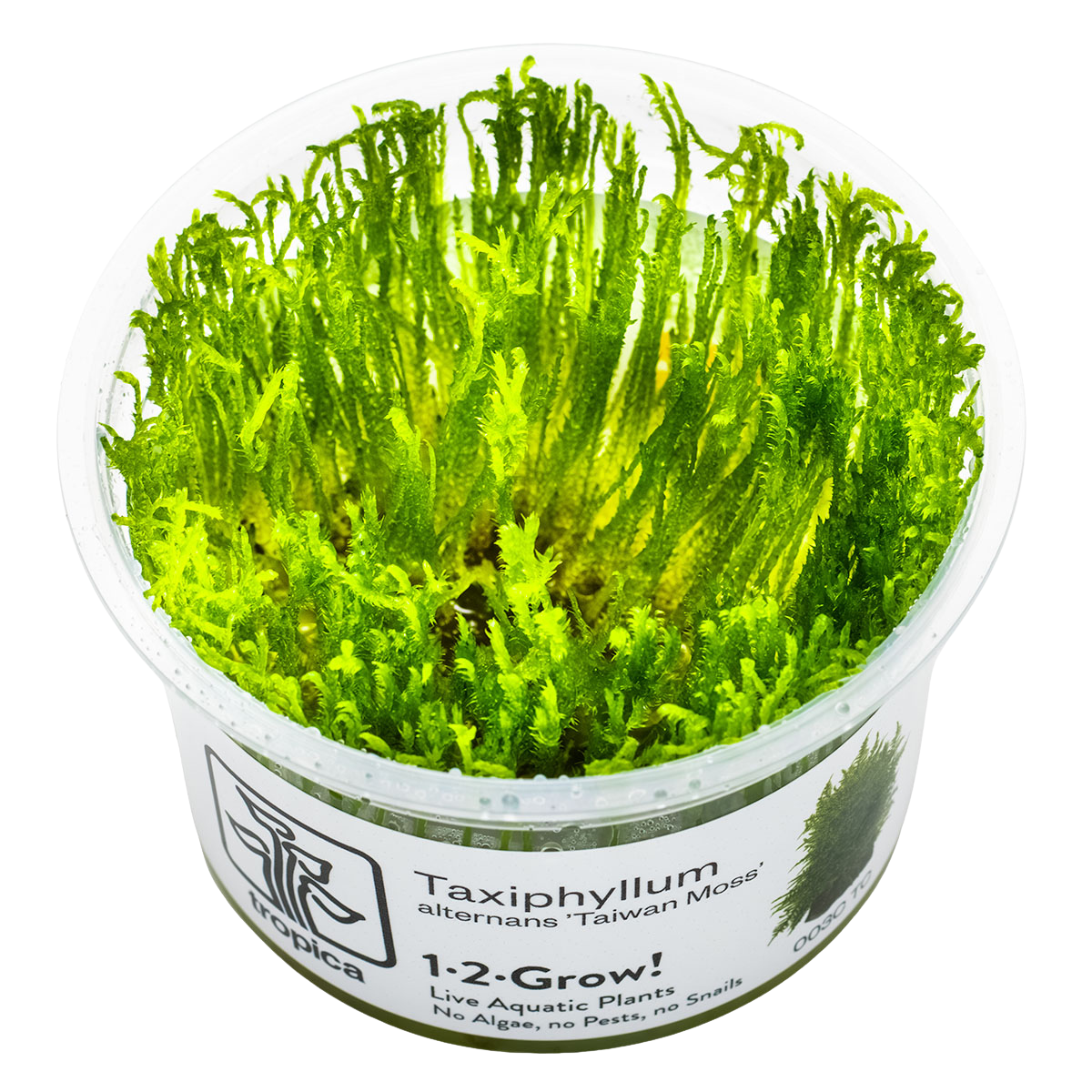 Taxiphyllum alternans (Taiwan moss)