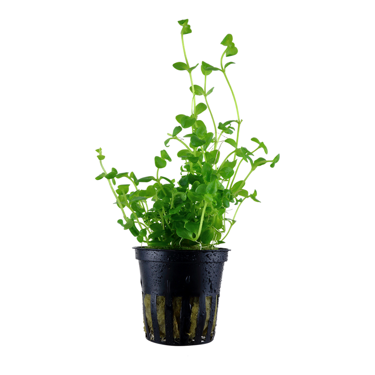 Bacopa australis