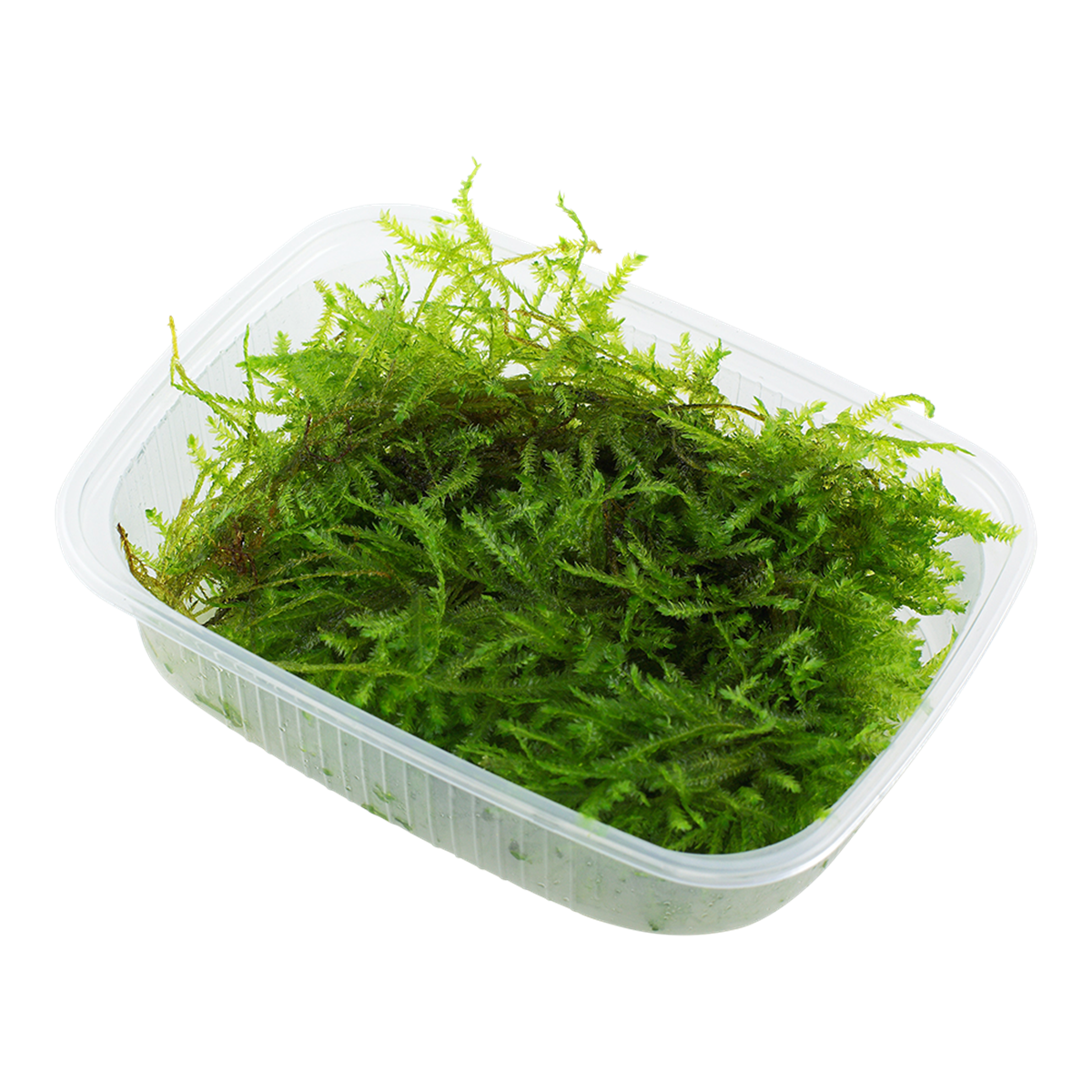 Vesicularia dubyana "Christmas" 1-2-Grow!