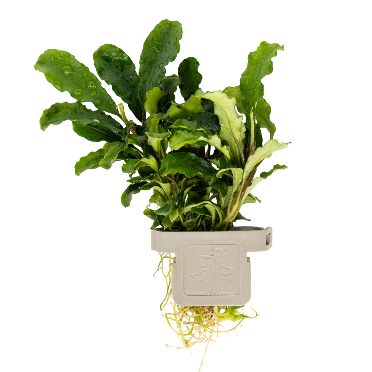 Bucephalandra pygmaea 'Bukit Kelam' 1-2-Grow!
