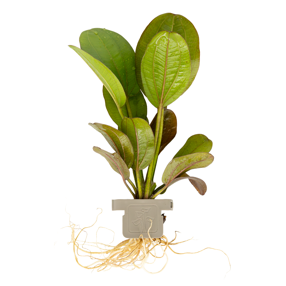 1-2-GROW! Echinodorus 'Reni'