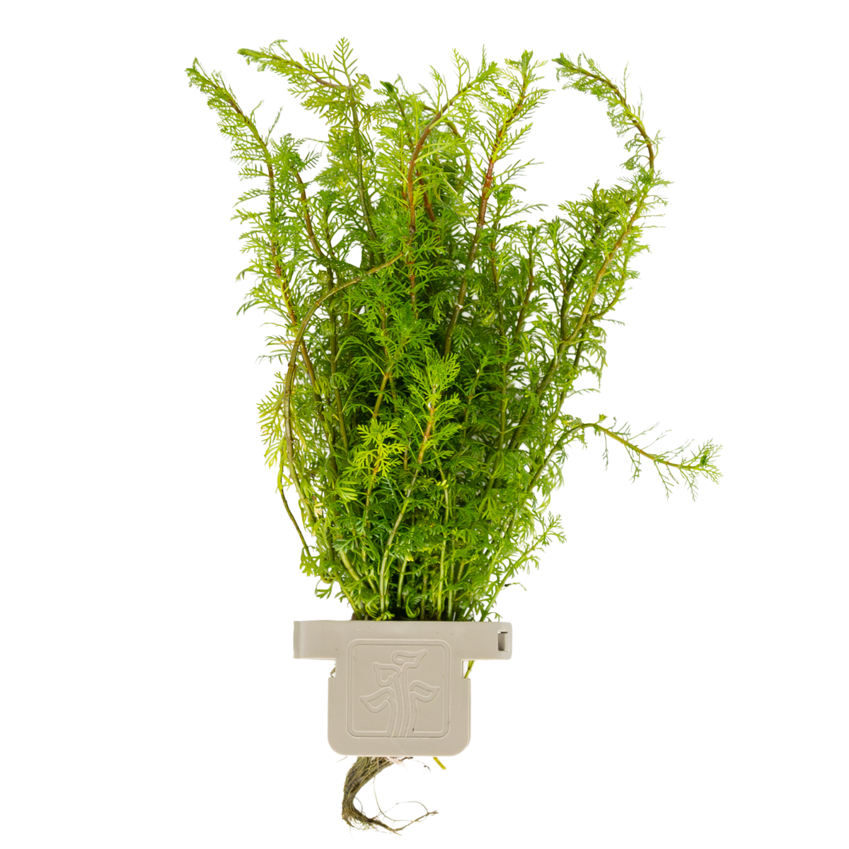 Myriophyllum mattogrossense