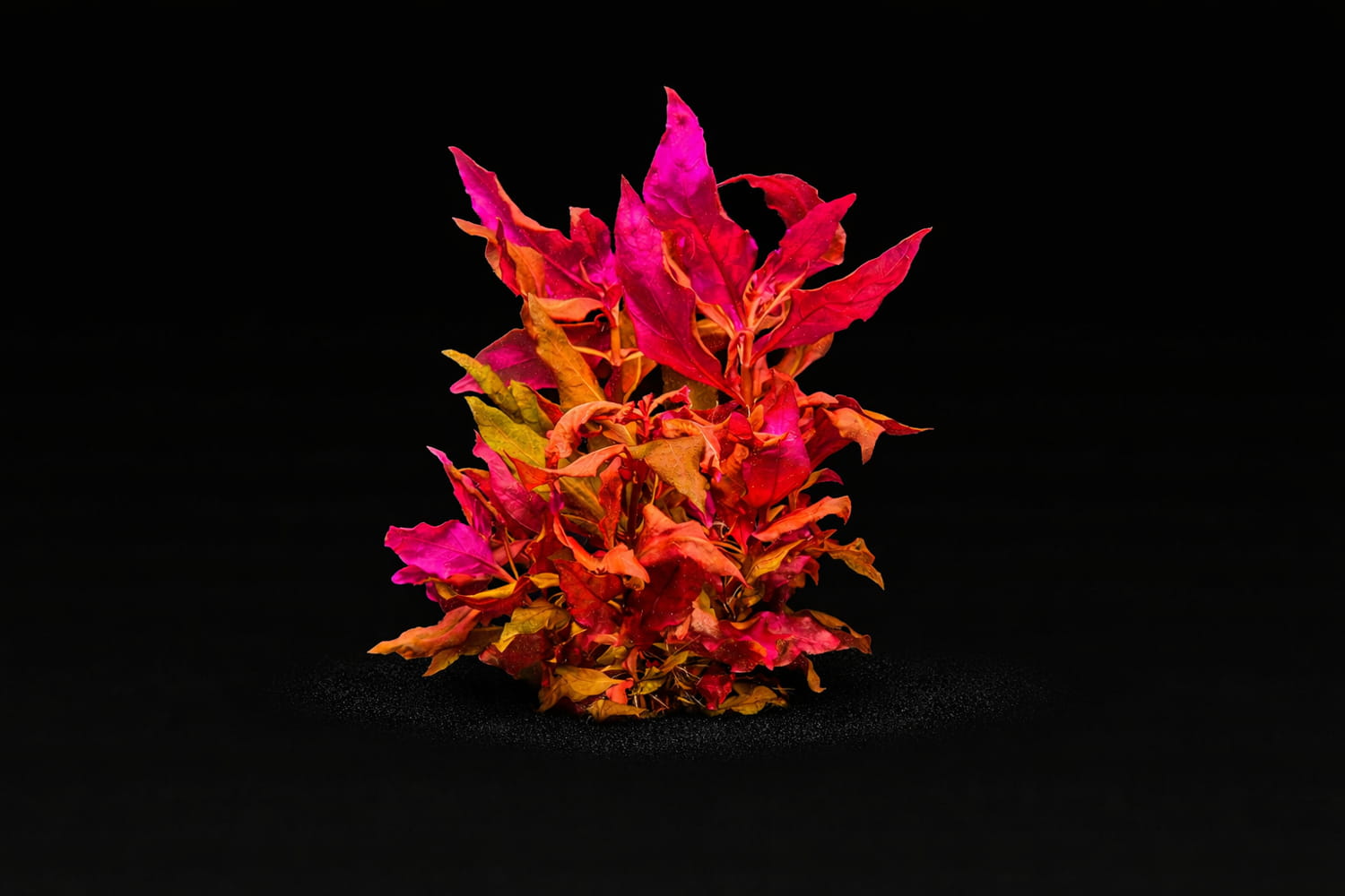 Alternanthera reineckii 'Lilacina'