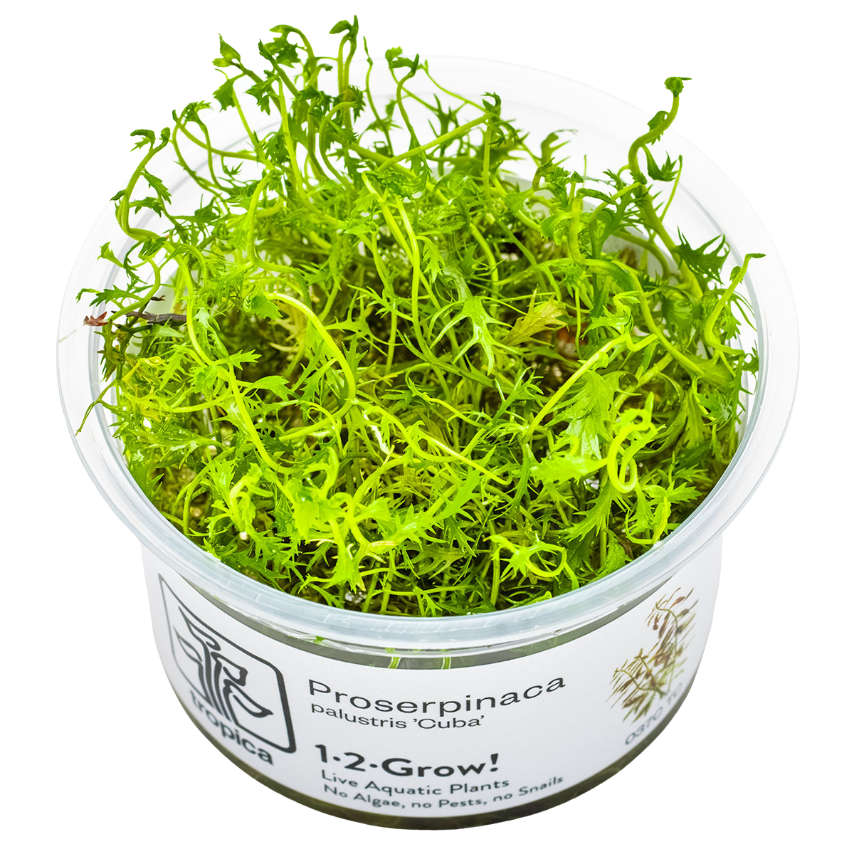 Proserpinaca palustris 'Cuba'