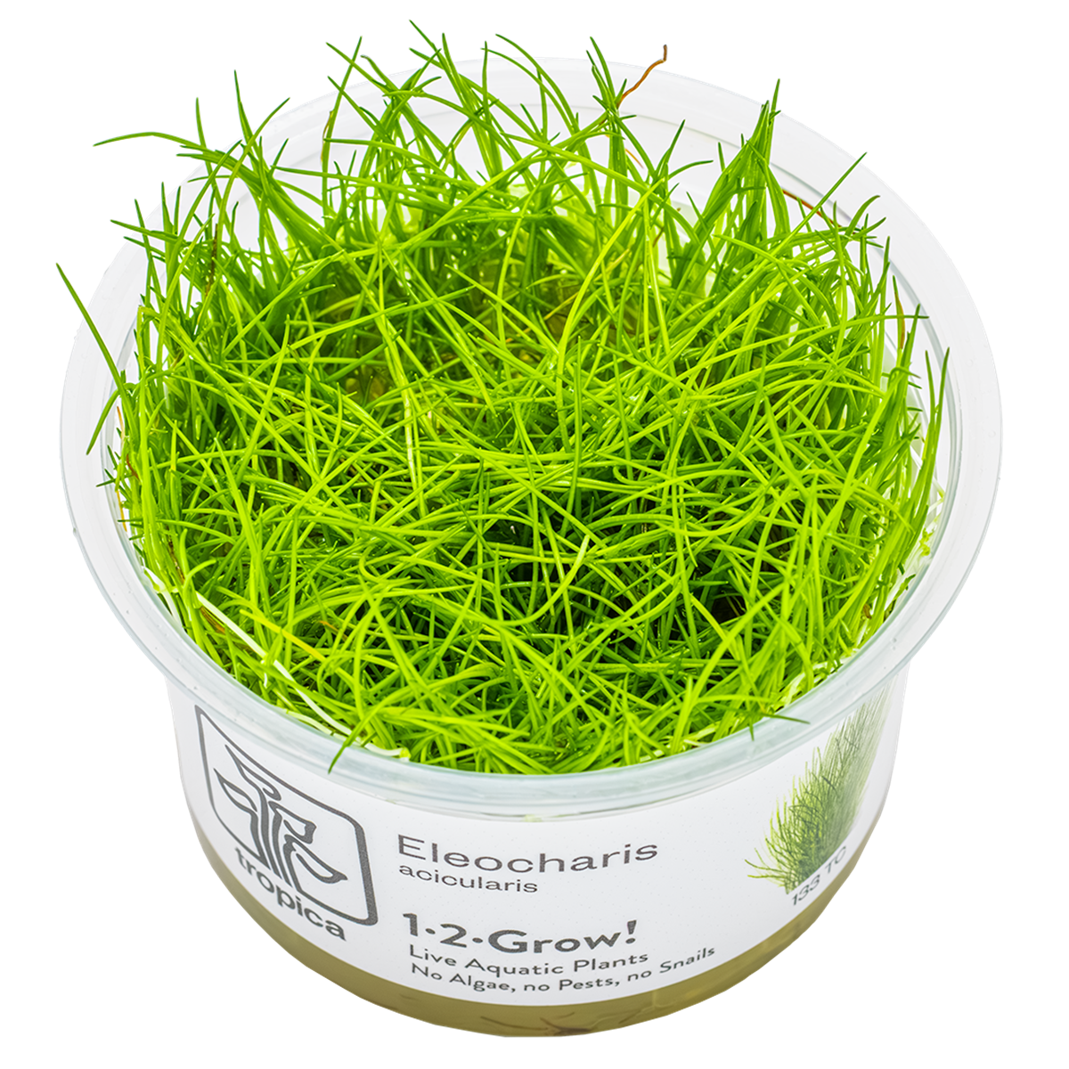 Eleocharis acicularis