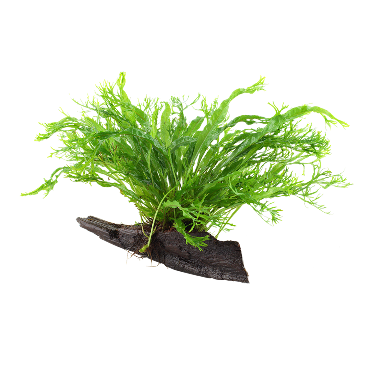 Windeløv-Javafarn - Microsorum pteropus 'Windeløv' - Tropica Pflanze auf Wurzeln mit Saugnapf (Nano)