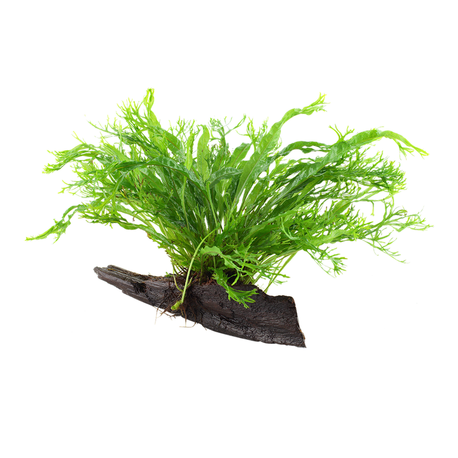 Windeløv-Javafarn - Microsorum pteropus 'Windeløv' - Tropica Pflanze auf Wurzeln mit Saugnapf (Nano)