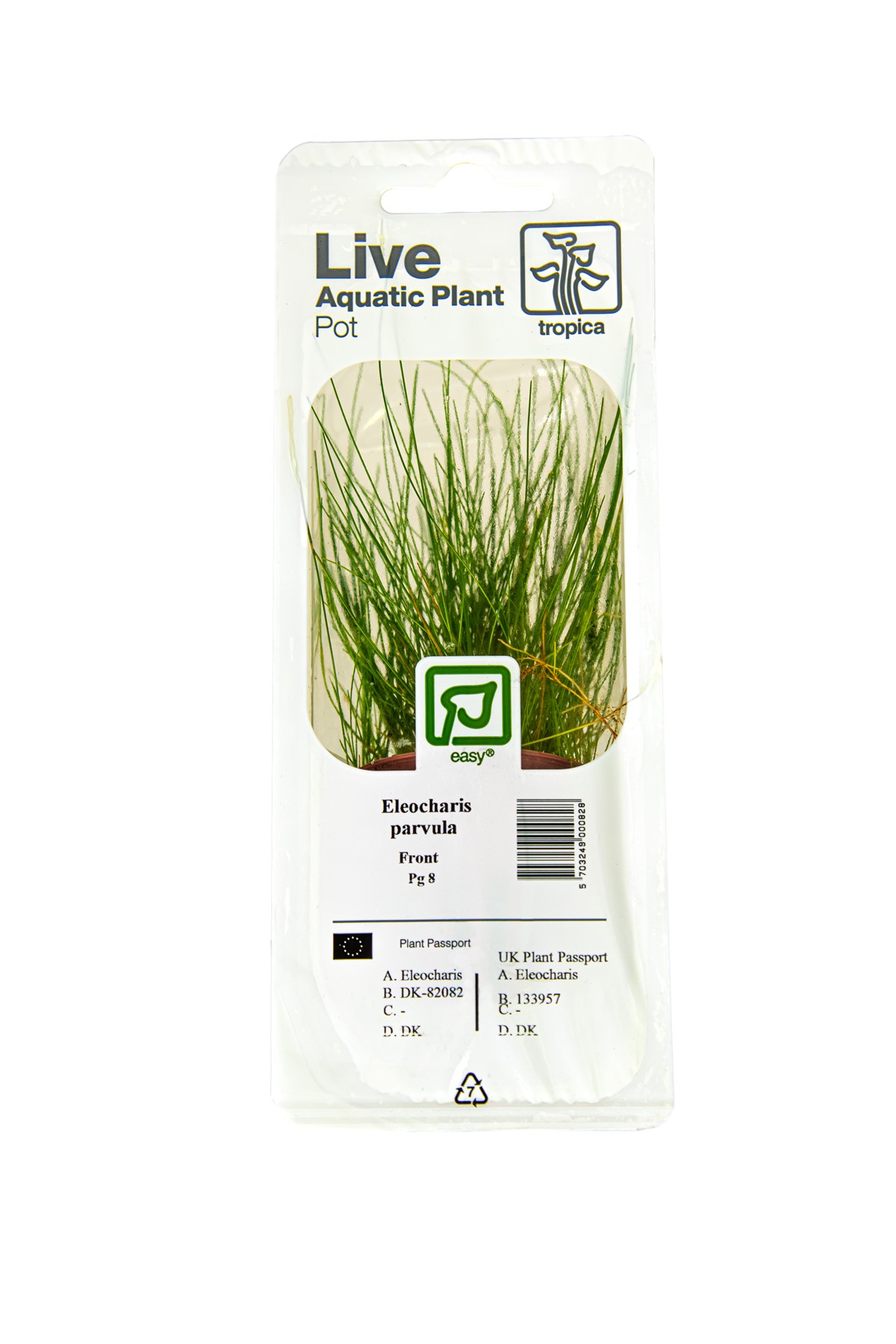 Zwergnadelsimse - Eleocharis parvula - Tropica Topf
