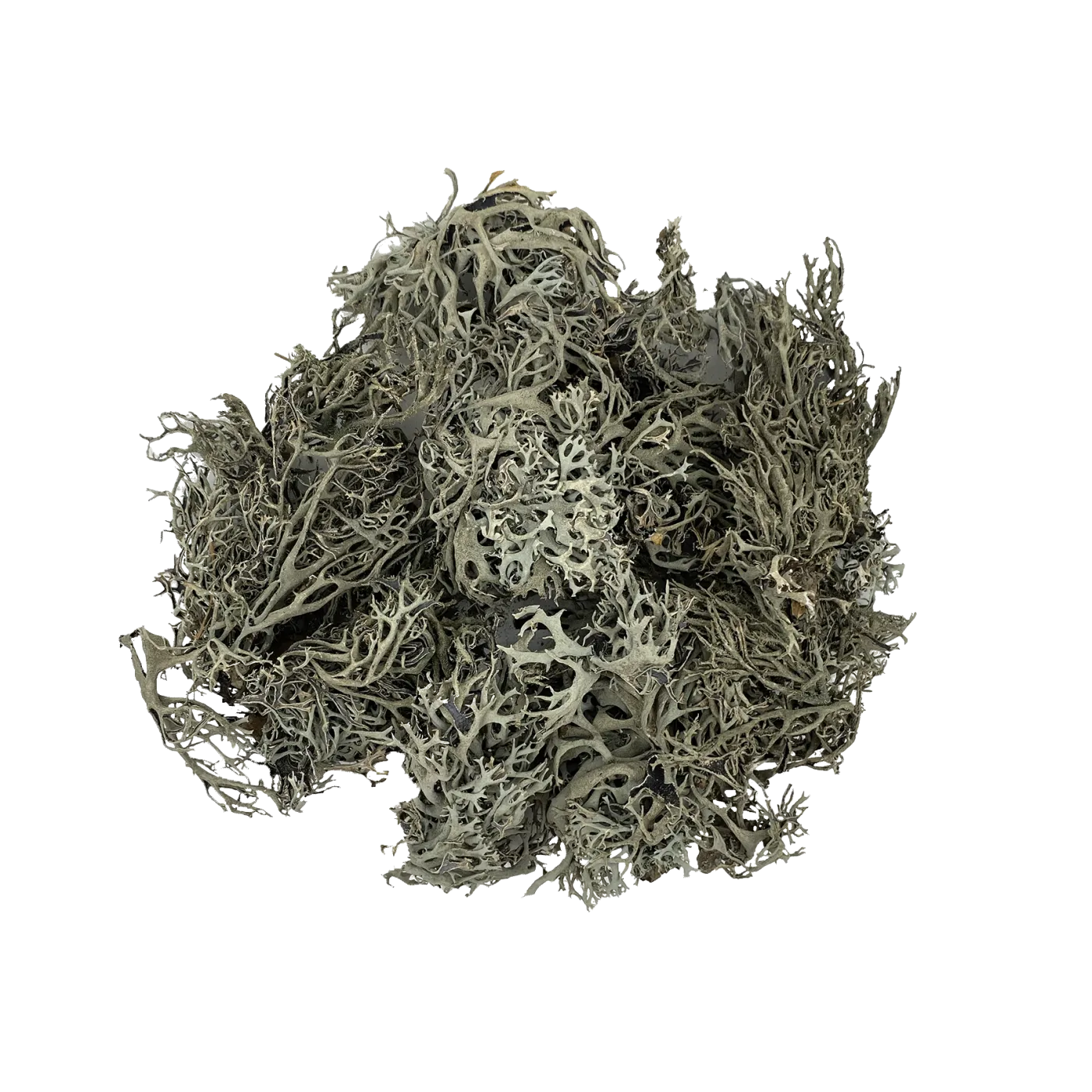 WIO - Flechten - Lichen Bites - 1-10 cm - 50 g