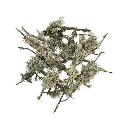 WIO - Flechten - Lichen Branches - 5-30 cm - 100g