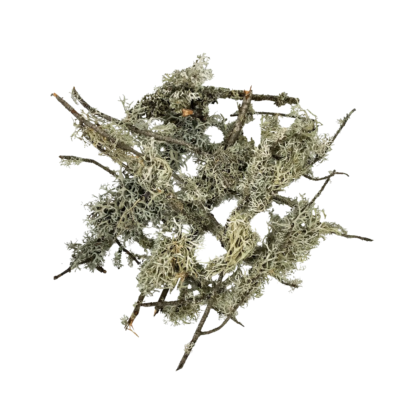 WIO - Flechten - Lichen Branches - 5-30 cm - 100g