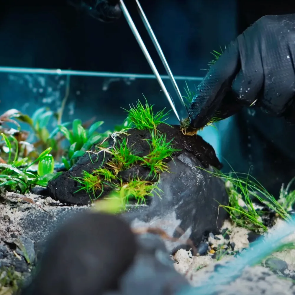 WIO Sticky Soil | Klebender & formbarer Soil für Wabi-Kusa und Terrarium
